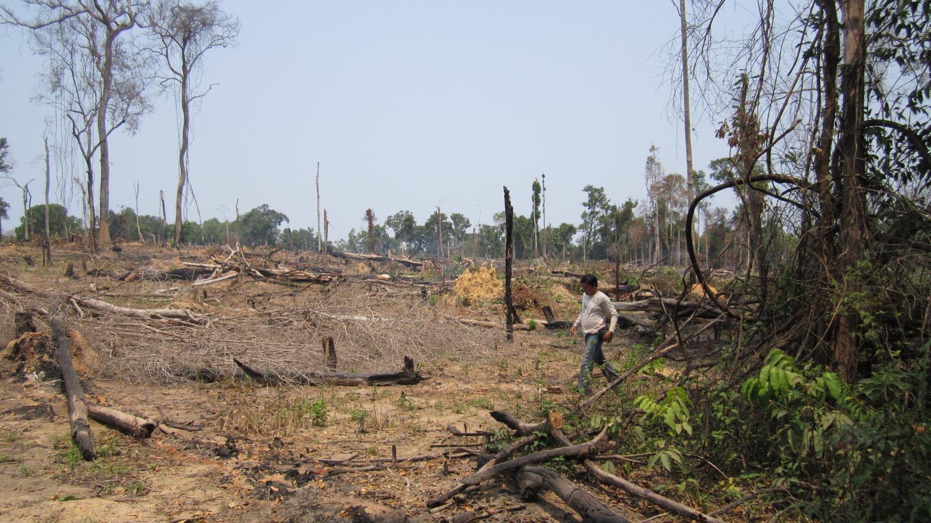 Exemple de déforestation à Prey Lang | Cambodge, 2013 | ©ADHOC